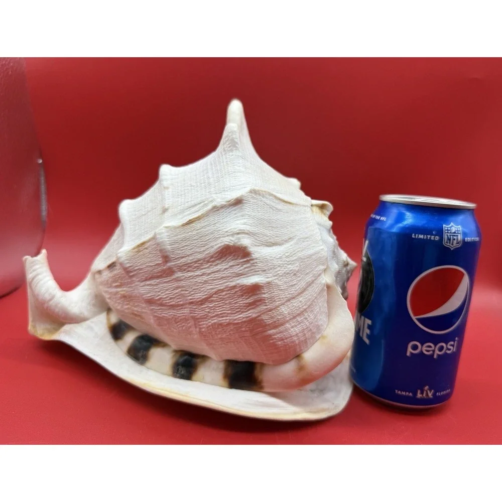 Seashell Cassis Cornuta Queen Horned Helmet Shell~ Large  9